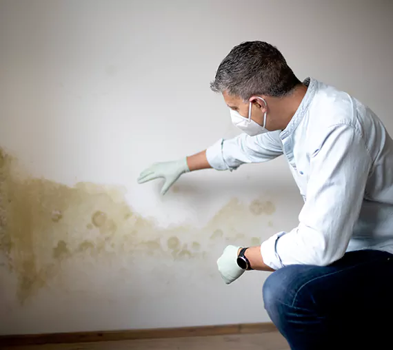 Mold Removal Service in Bothell, WA